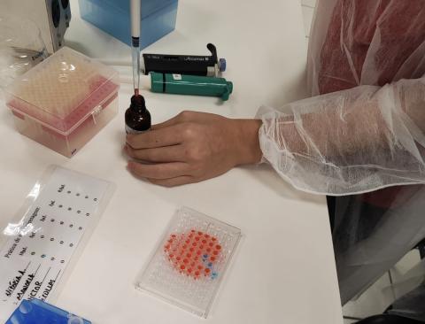 Detalhe para um estudante carregando amostras em uma placa de Elisa.