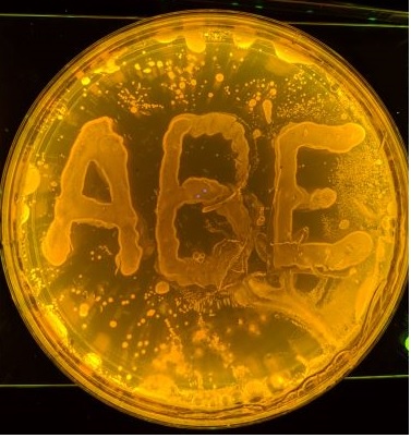 ABE Bacterial Plate