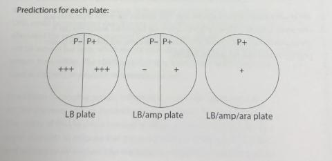 Lab 5a