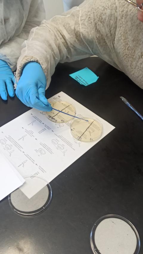 Estudante plaqueando bactérias