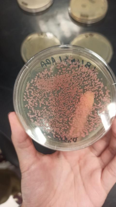 Culture of transformed bacteria