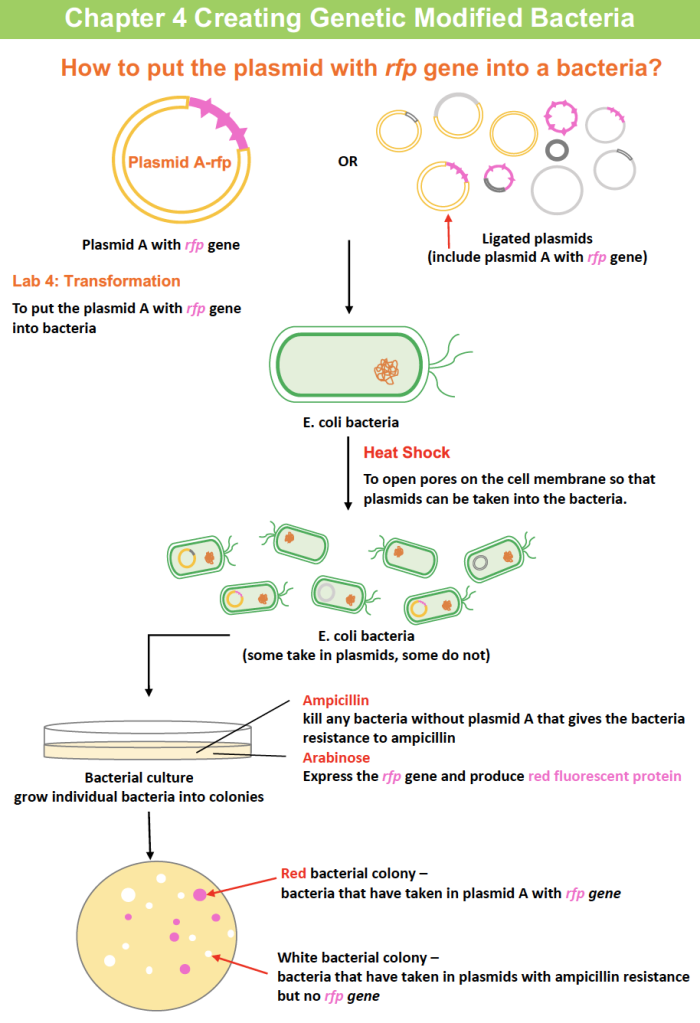 Pictorial Overview Lab 4